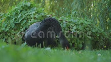 优雅的黑天鹅在绿草上觅食